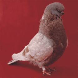 ANGIELSKI REDNIODZIOBY5